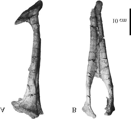 1512 Can. J. Earth Sci. Vol. 42, 2005 Fig. 12. Pubes of G. brevipes (GIN 100/13) in right latera (A) and anterior (B) views. Fig. 13. Right femur of G.