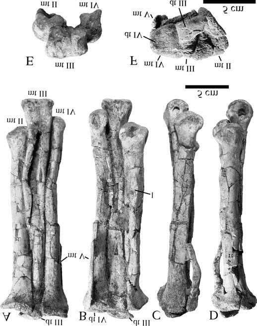 1514 Can. J. Earth Sci. Vol. 42, 2005 Fig. 15. Left distal tarsal and metatarsals (II V) of G.