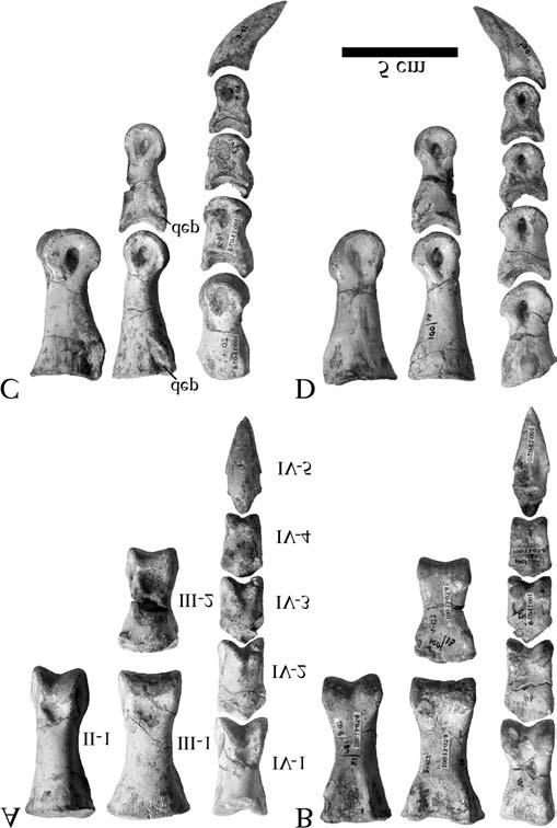 1516 Can. J. Earth Sci. Vol. 42, 2005 Fig. 17. Left pedal phalanges (II IV) of G. brevipes (GIN 100/13) in anterior (A), posterior (B), lateral (C), and medial (D) views. dep, depression. Fig. 18.