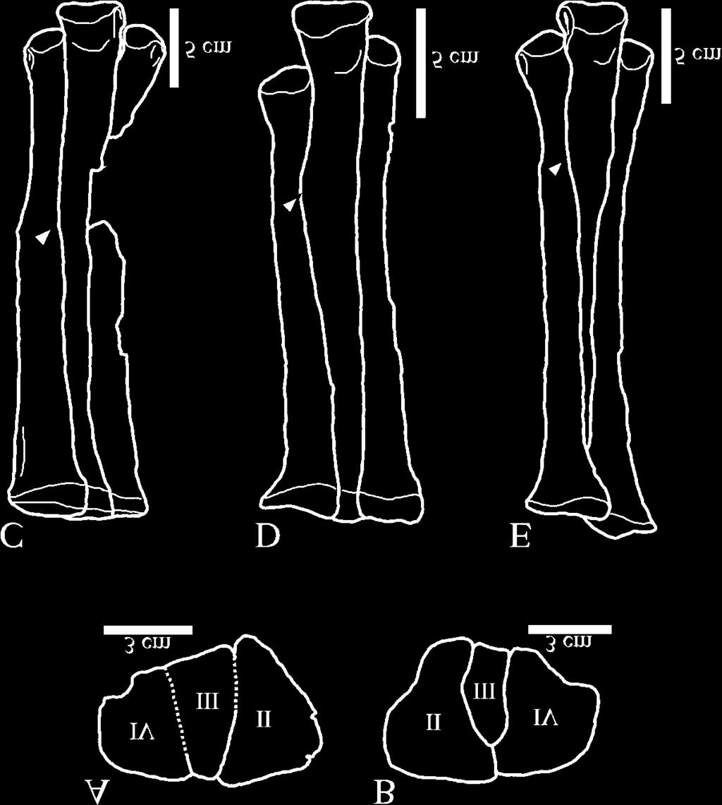 1520 Can. J. Earth Sci. Vol. 42, 2005 Fig. 20. Metatarsals of G. brevipes (GIN 100/13) (A) and Archaeornithomimus asiaticus (AMNH 6565) (B) in proximal view. Comparisons of metatarsals of H.
