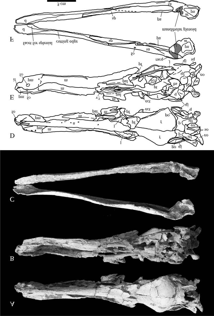 Kobayashi and Barsbold 1505 Fig. 4. Photographs and line drawings of the skull of G. brevipes (GIN 100/13) in dorsal (A, D) and ventral (B, E) views and both mandibles in dorsal view (C, F).