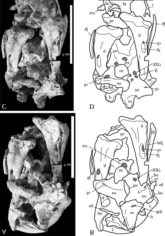 Kobayashi and Barsbold 1507 Fig. 5. Photographs and line drawings of the skull of G. brevipes (GIN 100/13) in occipital (A, B) and occipitoventral (C, D) views. X, vagus foramen; XII?