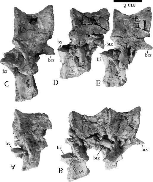 ns, neural spine; prz, prezygapophysis; pz, postzygapophysis. Fig. 8. Posterior dorsal vertebrae of G.