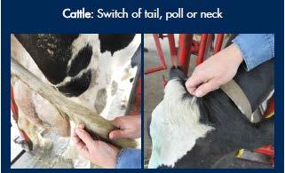 c. Once the tag is inserted it cannot be removed for any reason. This will be your Steer(s) and/or Market Heifer(s) permanent identification through the 2019 Ohio State Fair. 5.