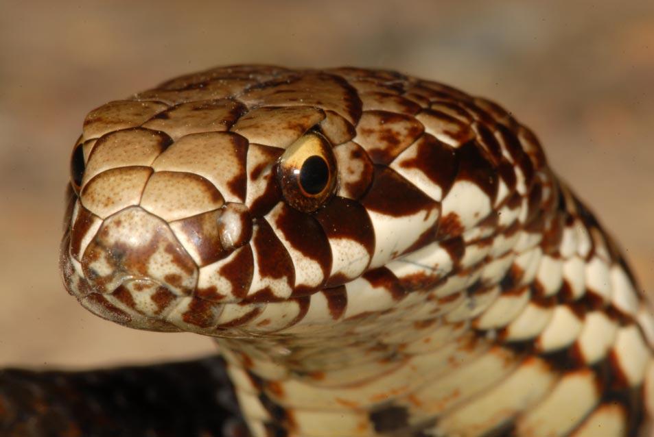 Sperm storage and synchronized breeding, identified via the world s first captive breedings of Australian Copperhead Snakes (Austrelaps Worrell, 1963) and also in captive bred Tiger Snakes (Notechis