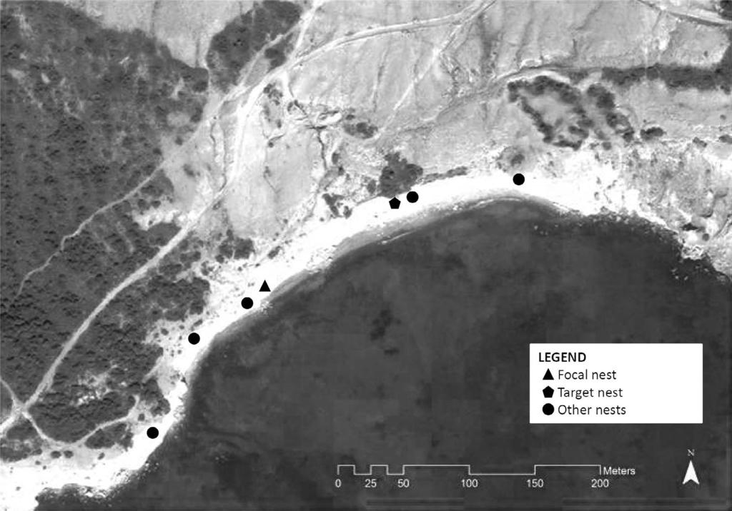 222 LETTER VOL. 50, NO. 2 Figure 2. Eleonora s Falcon nesting colony, with focal nest, target nest, and other active nests during the 2013 breeding season (Background image: ESRI 2014).