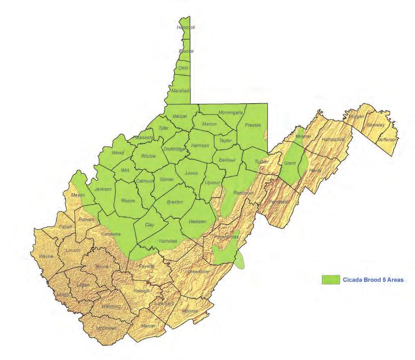 These are the areas in West Virginia where Brood V cicadas are expected to emerge. WEST VIRGINIA DEPARTMENT OF AGRICULTURE Imagine it s late spring in Virginia, sometime in the 17th century.