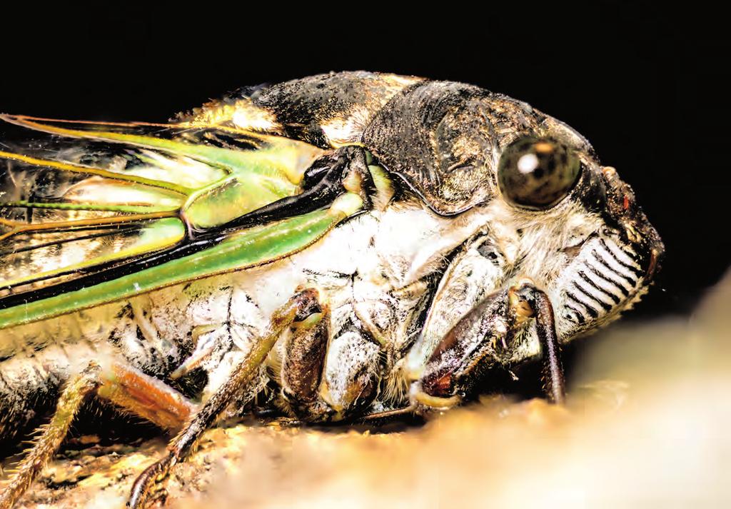 An annual cicada, pictured above, is distinguishable from its periodical cousins by its colors, sounds, size, and periods of emergence every two to five years and often in late summer in West