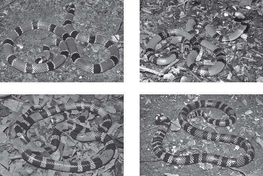 100 Título Curto Southeastern and Southern Brazil (M. altirostris, M. frontalis and M. lemniscatus) have been well sampled throughout many years, but their activity patterns remain completely unknown.