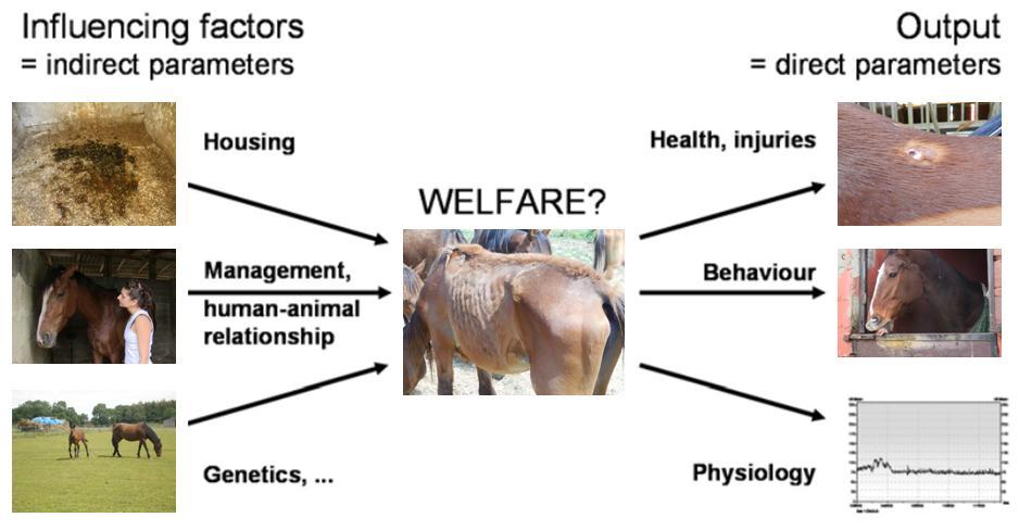 Chapter 1 General introduction and because they can form the basis for the identification of causes of welfare problems (Winckler, 2004) (see Figure 3).