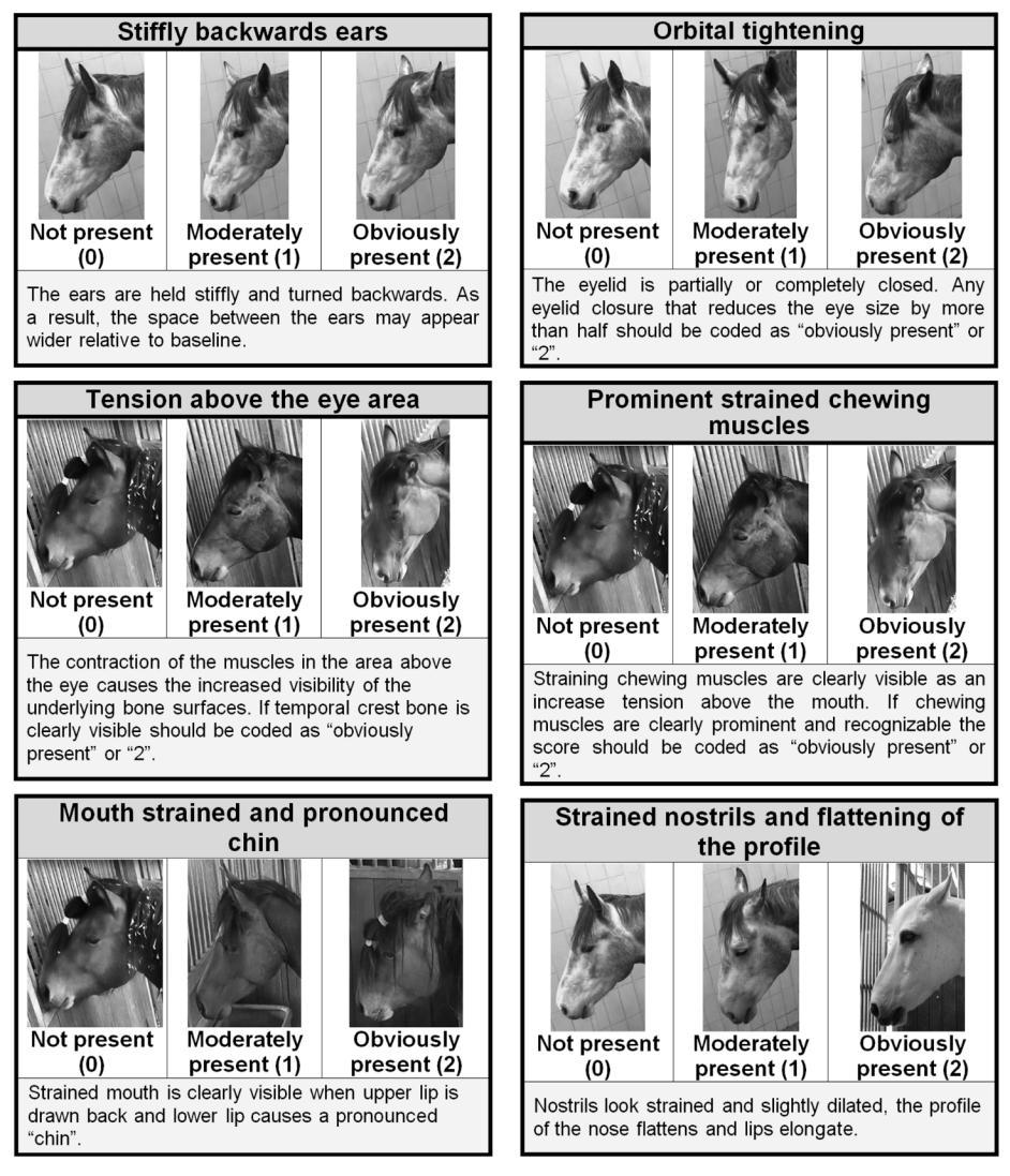 Chapter 3 Horses Figure 2. Horse Grimace Pain Scale (HGS).