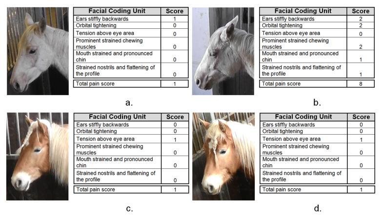 Chapter 3 Horses Figure 3. Mean Horse Grimace Scale (HGS) scores pre and 8-hours post-procedure.