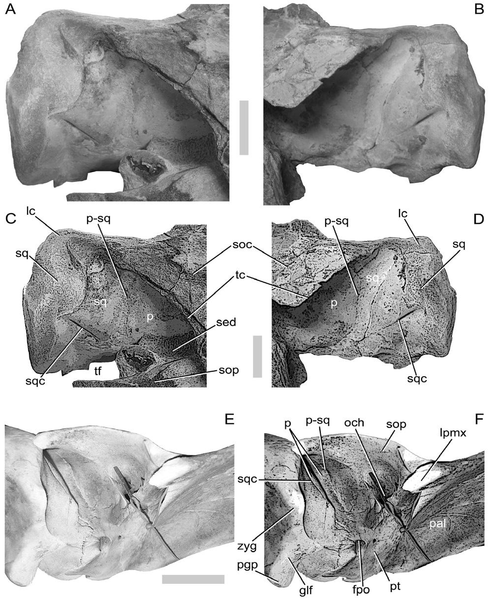 886 M. BISCONTI Figure 8. Schematic representation of the structure of the temporal fossa in Neobalaenidae. A, Miocaperea pulchra gen. et sp. nov., right squamosal in anterodorsal view; B, M.