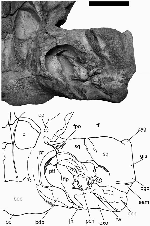 888 M. BISCONTI Figure 10. Miocaperea pulchra gen. et sp. nov.: holotype, basicranium, left side. A, holotype skull; B, schematic representation. Scale bars: 50 mm.