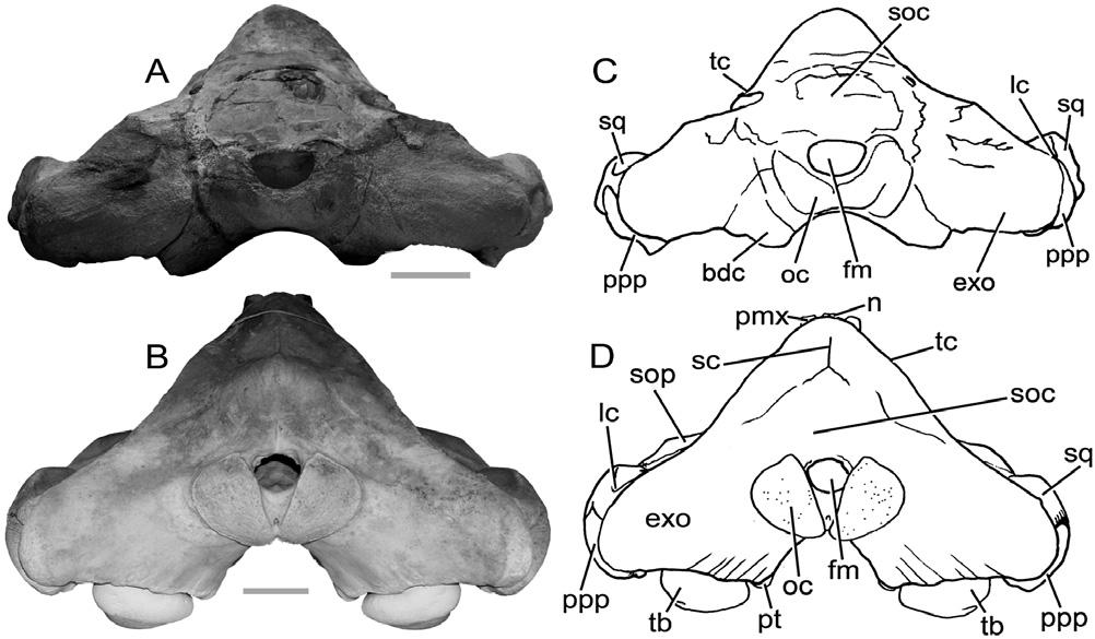 FIRST FOSSIL NEOBALAENID WHALE 889 OCCIPITAL REGION The supraoccipital is very elongated and projects anteriorly to superimpose on the posterior part of the interorbital region of the frontal (Figs
