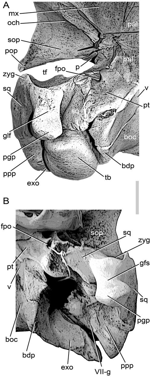 890 M. BISCONTI between the parietal (dorsally) and the pterygoid (ventrally and posteriorly).