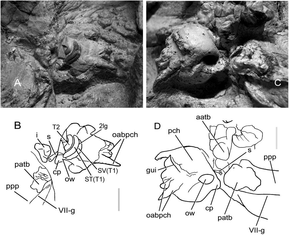 FIRST FOSSIL NEOBALAENID WHALE 893 Figure 13. Miocaperea pulchra gen. et sp. nov.: left and right periotics in situ. A, B, right periotic; C, D, left periotic. Scale bar: 20 mm.