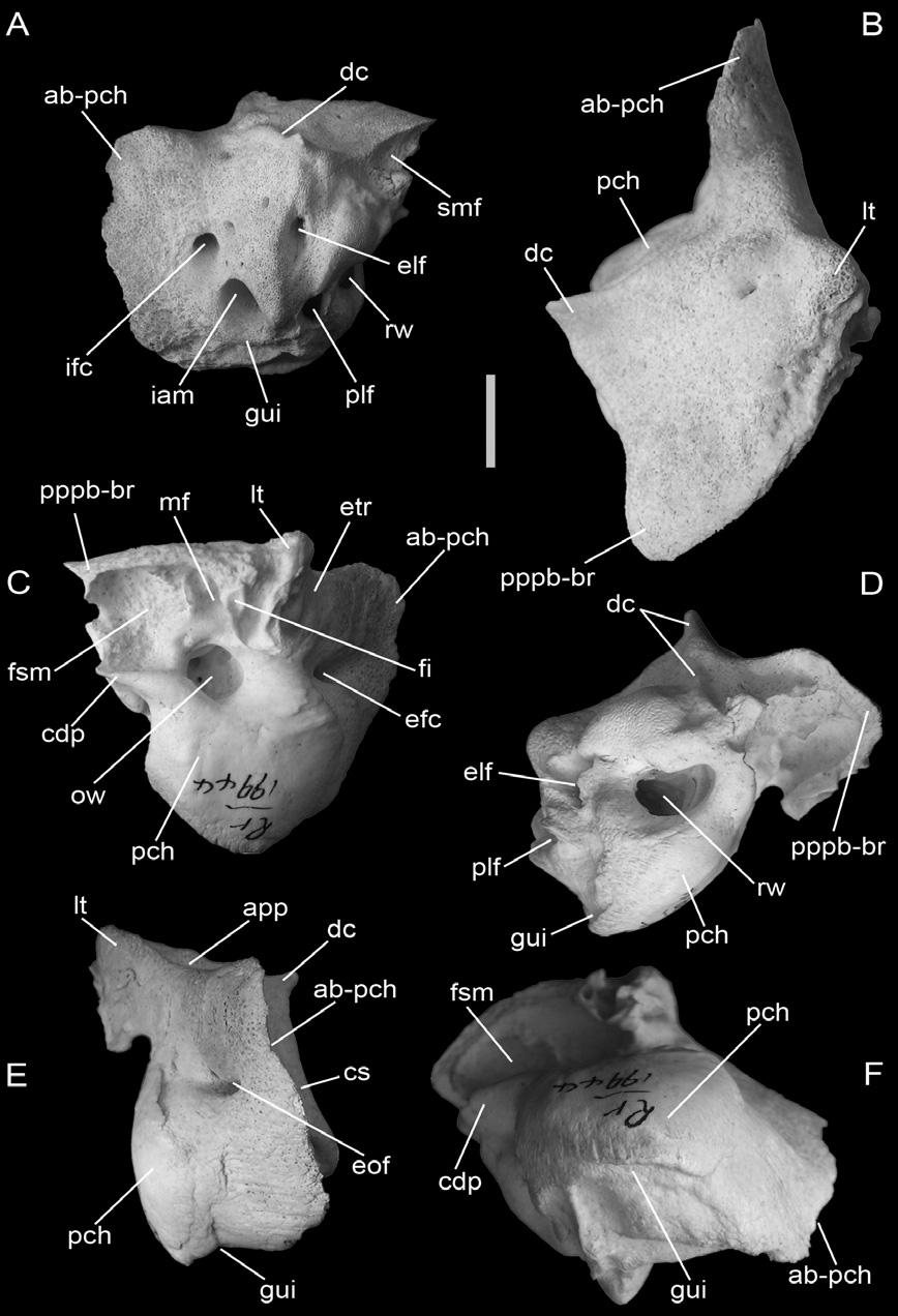 894 M. BISCONTI Figure 14. Caperea marginata: right periotic (specimen ZM 19944), detached from skull.