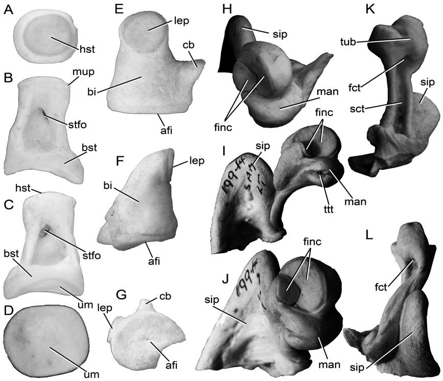 FIRST FOSSIL NEOBALAENID WHALE 895 Figure 15. Miocaperea pulchra gen. et sp. nov.: auditory ossicles.
