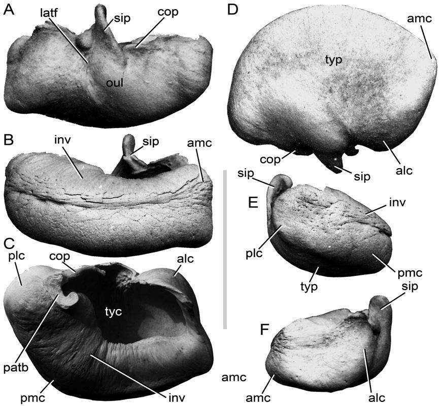 902 M. BISCONTI Figure 20. Caperea marginata: tympanic bulla. A, lateral view; B, medial view; C, dorsal view; D, ventral view; E, posterior view; F, anterior view. Scale bar: 100 mm.