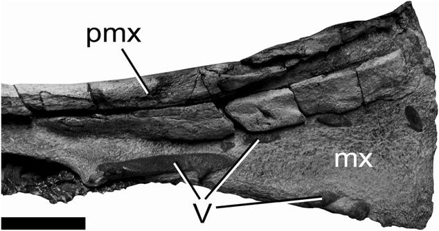Numbers on the left refer to the distance (in mm) from the anterior end of the rostrum. Scale bar: 10 mm. *lateral border of maxilla; #premaxilla maxilla suture. Figure 5. Miocaperea pulchra gen.