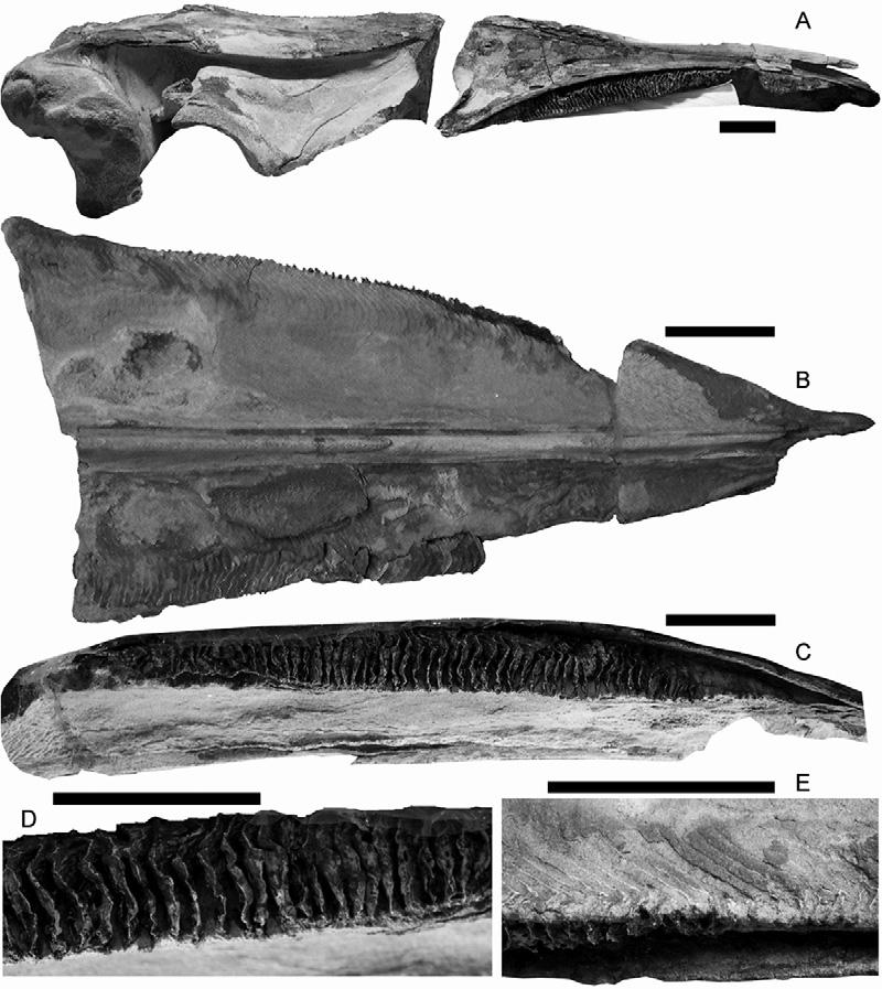 884 M. BISCONTI Figure 6. Miocaperea pulchra gen. et sp. nov.: holotype, baleen.