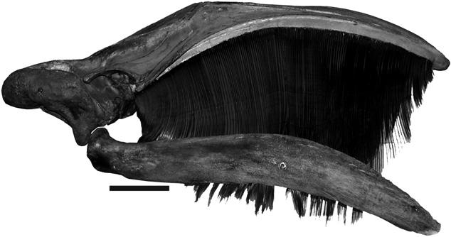 series in lateral view; E, close-up view of left baleen series in ventrolateral view (ventral is upside). Scale bars: 50 mm. Figure 7.