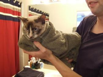 Towelling is a safe method used to secure a cat s body from the neck down. It can be used for many applications on cats who are shy/nervous (microchipping, flea treating, applying eye ointment).