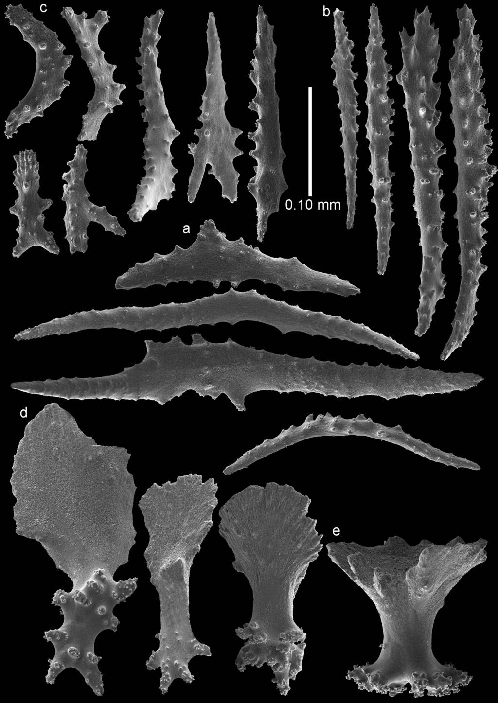The genus Bebryce (Cnidaria, Octocorallia, Plexauridae) at Japan... 15 Figure 9. Bebryce satsumaensis sp. n., holotype (RMNH Coel.