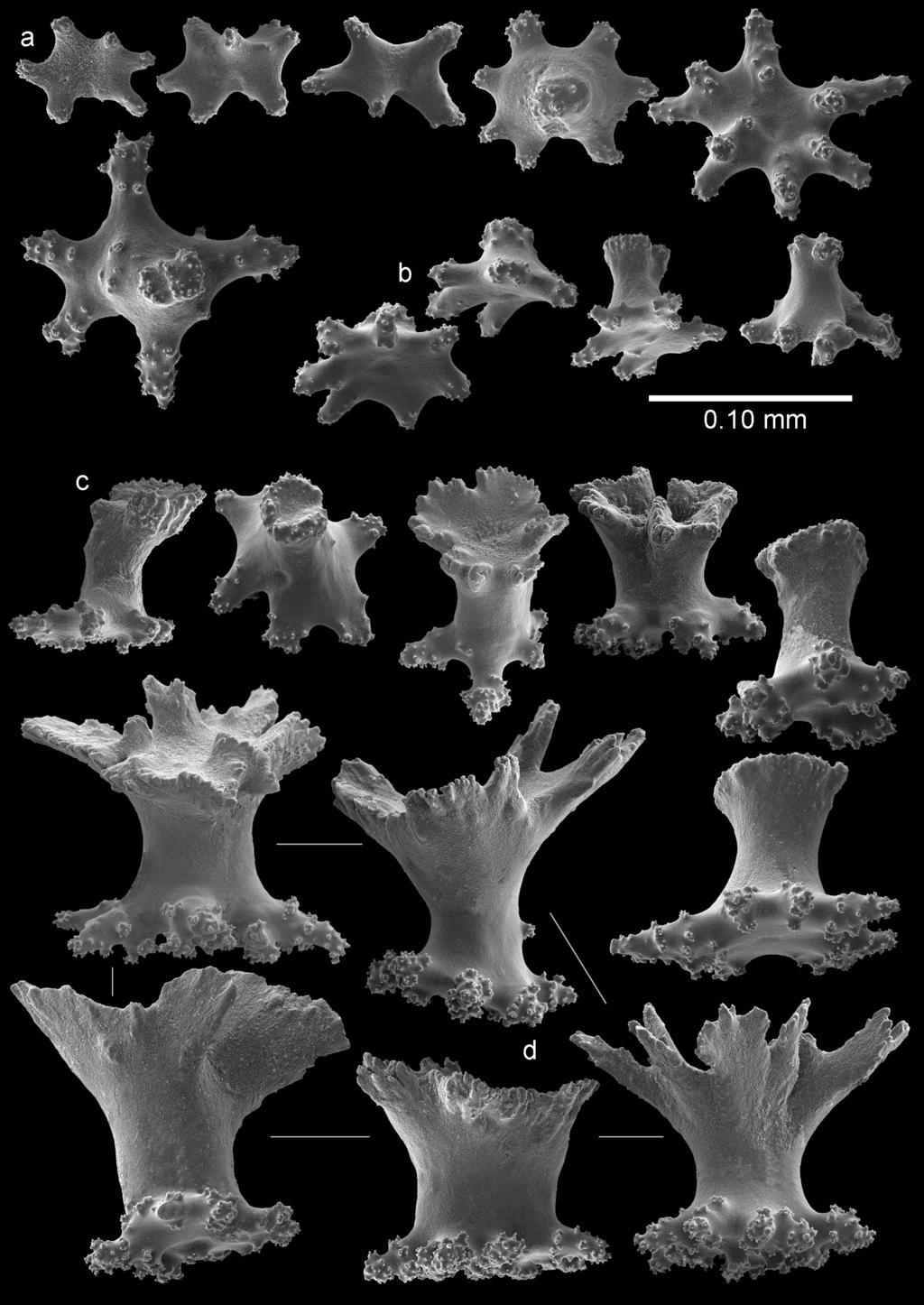 16 Asako K. Matsumoto & Leen P. van Ofwegen / ZooKeys 587: 1 20 (2016) Figure 10. Bebryce satsumaensis sp. n.