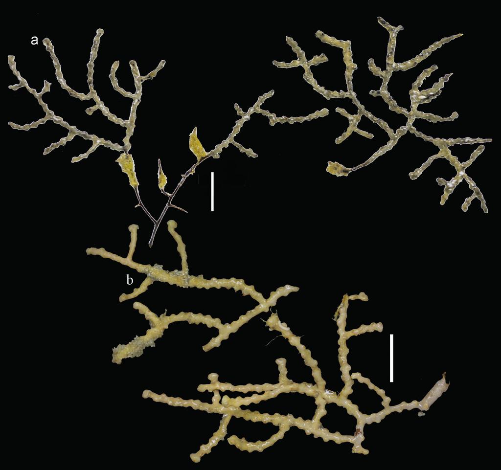 18 Asako K. Matsumoto & Leen P. van Ofwegen / ZooKeys 587: 1 20 (2016) Figure 11. Bebryce studeri Whitelegge, 1897 a AKM1280 b UMUTZ-Cnid G103. Scales: 1 cm. A.K. Matsumoto, 16 December 2008; UMUTZ-Cnid G103, coral ground, Uji Is.