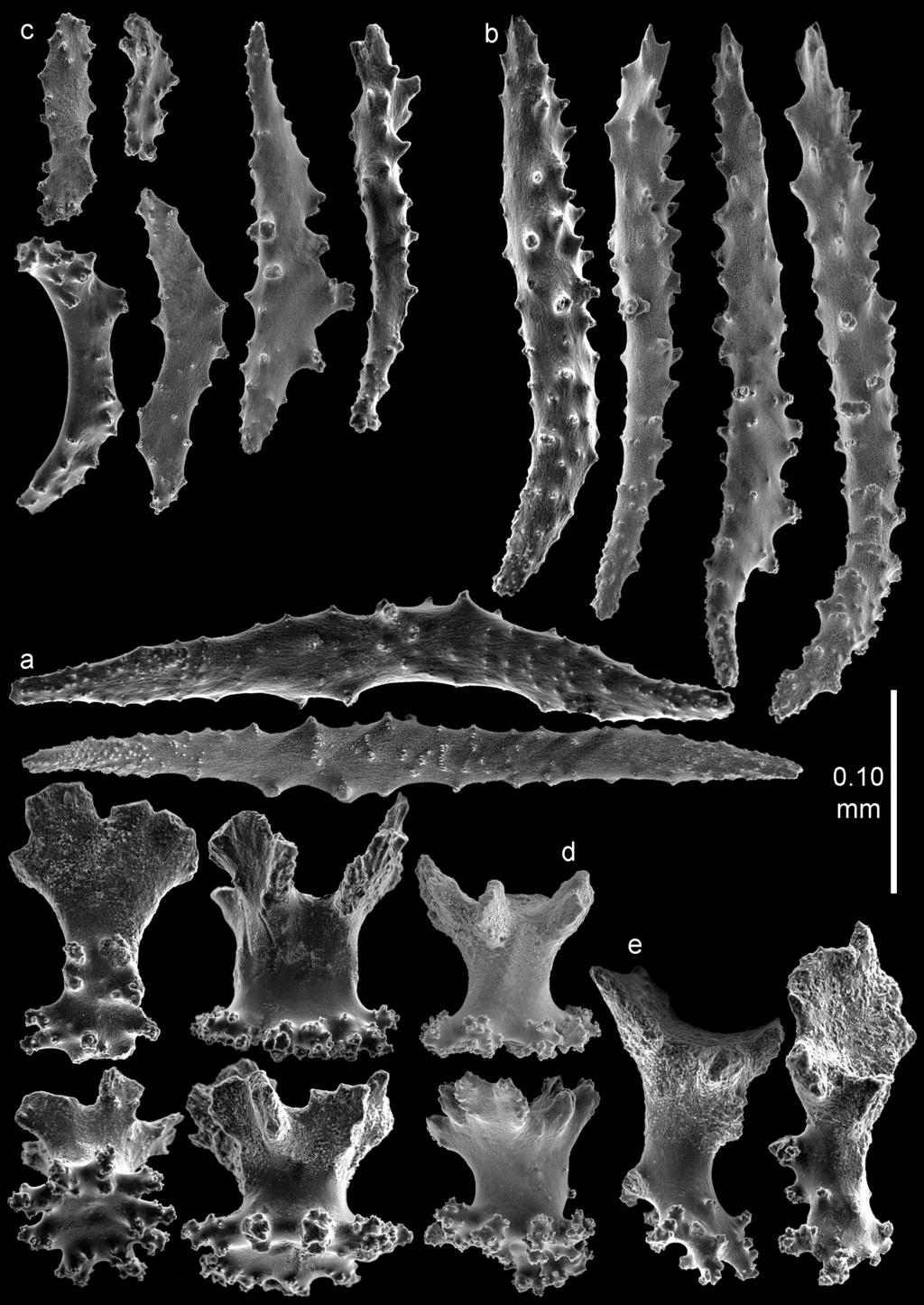 The genus Bebryce (Cnidaria, Octocorallia, Plexauridae) at Japan... 7 Figure 3. Bebryce otsuchiensis sp. n., holotype (RMNH Coel.