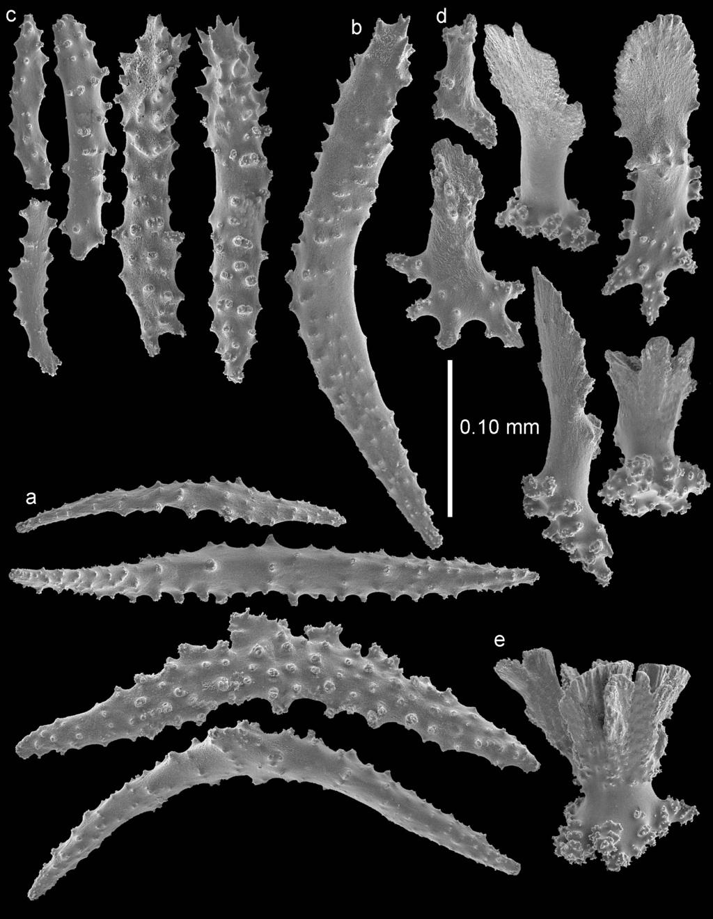 The genus Bebryce (Cnidaria, Octocorallia, Plexauridae) at Japan... 9 Figure 5. Bebryce otsuchiensis sp. n., paratype (RMNH Coel.