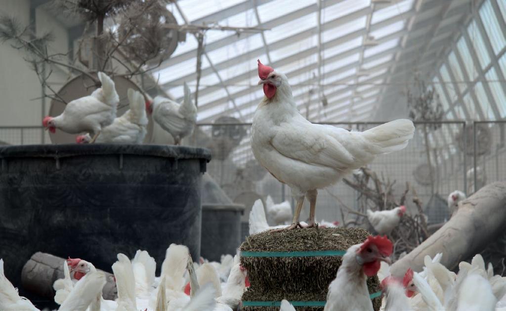 3.5 ENRICHMENTS The freedom to choose among different environments provides stimulation as well as the opportunity to perform natural behaviours for which laying hens are highly motivated.