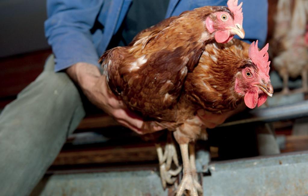Eyes on Animals/Jack Tummers ¼¼Catching end of lay hens with the Swedish method. Staff should be suitably trained (with proof to attest the training completed) and employ welfare friendly practices.