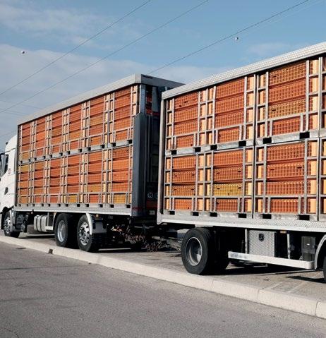 4.3 TRANSPORT AND SLAUGHTER OF HENS AT END OF LAY Transport and slaughter are the last stages of a laying hen s life.