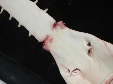 Figure 12. Example of an injury from gill net gear (C. Simpfendorfer) The toothed rostrum also makes it very difficult to disentangle a smalltooth sawfish without harming the animal.