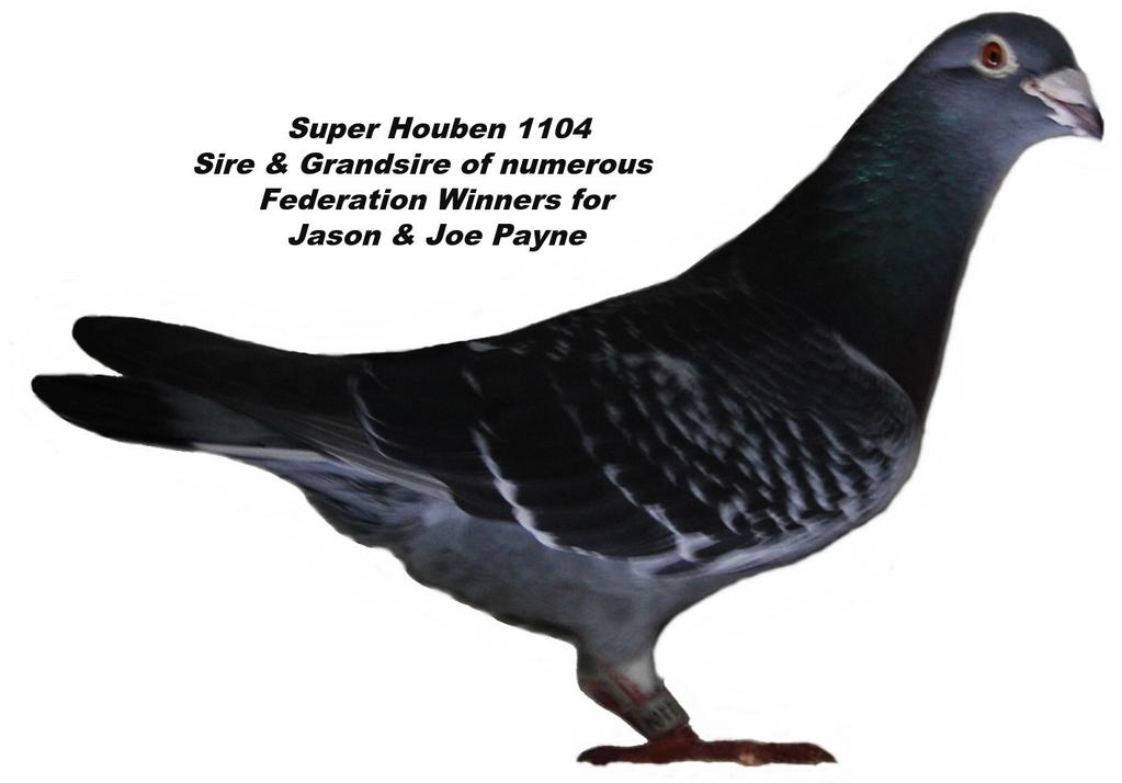 The Birds The Middle Distance Birds: The original imported birds they purchased were three pairs of Houbens from the Blenhaven Stud, based on the Ace s Jewell & 687 lines and a further four pairs of