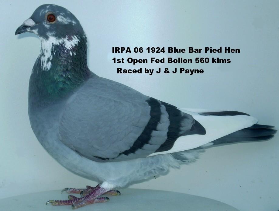 1826 IRPA 06 Blue Bar Hen placed 2nd Open Fed Jackson 355 klms 2285 birds. Van Loon to Smeulders Janssen cross. 1965 IRPA 06 Blue Bar Cock placed 5th Open Fed Roma 435 klms 1882 birds.