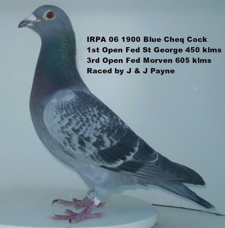 1900 IRPA 06 Champion Blue Cheq cock placed 3rd Open Fed Morven 605 klms 1965 birds. A direct son of Super Houben 1104. This cock was placed 1st Open Fed in 2008 and has won three Section Fed races.