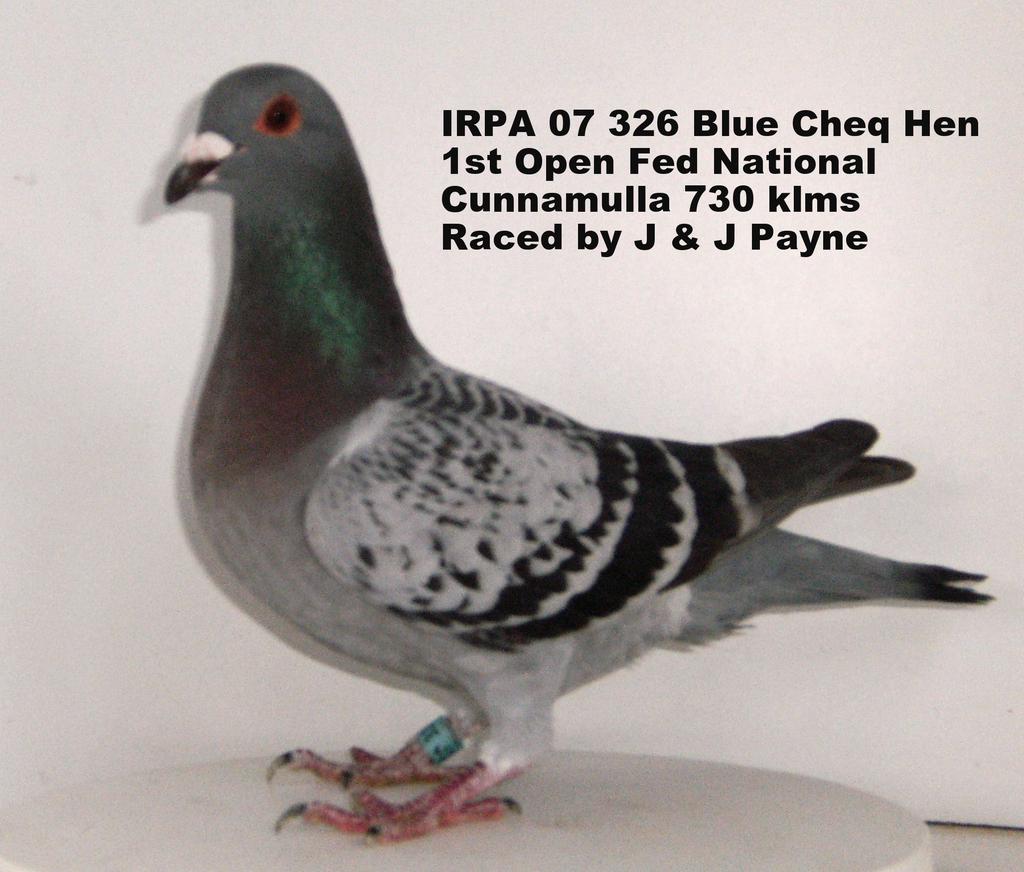one bird on the day but she was over 30 minutes in front of the next bird and won the Fed National by over 100 mpm. 359 IRPA 07 Blue Cheq Pied hen placed 1st Open Fed Nockatunga 1030 klms 917 birds.