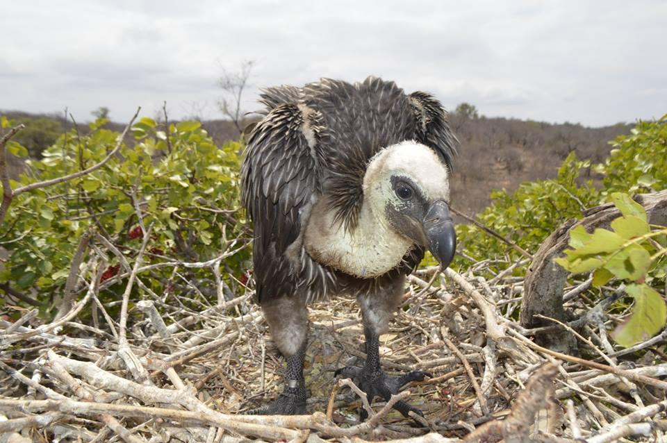 com Summary Seven Cape Vulture colonies and four properties containing African Whitebacked and Hooded Vultures were surveyed to continue our annual breeding census of the endangered and critically