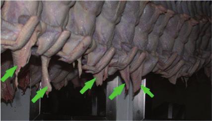 Box. Objectives Descriptive study on the antimicrobial susceptibility of Salmonella strains isolated from poultry carcasses at the slaughterhouse.