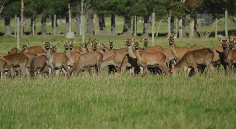 ON FARM TRIAL Owners: Kris and Brian Russell Livestock: Deer Location: Dipton Kris and Brian Russell ran approximately 2300 hinds and finished about 2800 weaner deer.