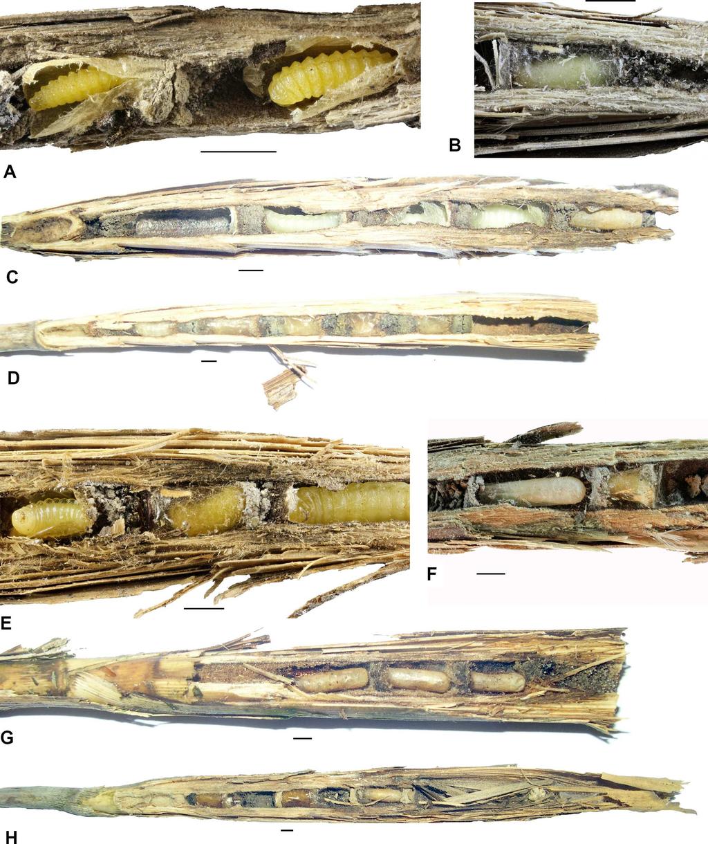 Fig 3. Photos of nests and parts of the nests of aculeate Hymenoptera in reed galls.