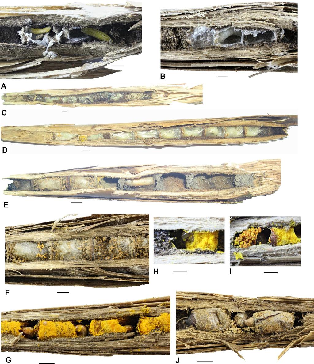 Fig 4. Photos of nests and parts of the nests of aculeate Hymenoptera in reed galls.