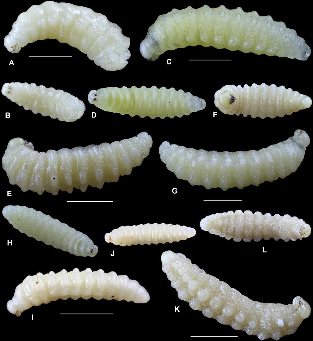 Fig 5. Larvae of aculeate Hymenoptera in reed galls. A B Chrysis rutilans, lateral and ventral view; C D Symmorphus bifasciatus; E F Stenodynerus chevrieranus; G H S.