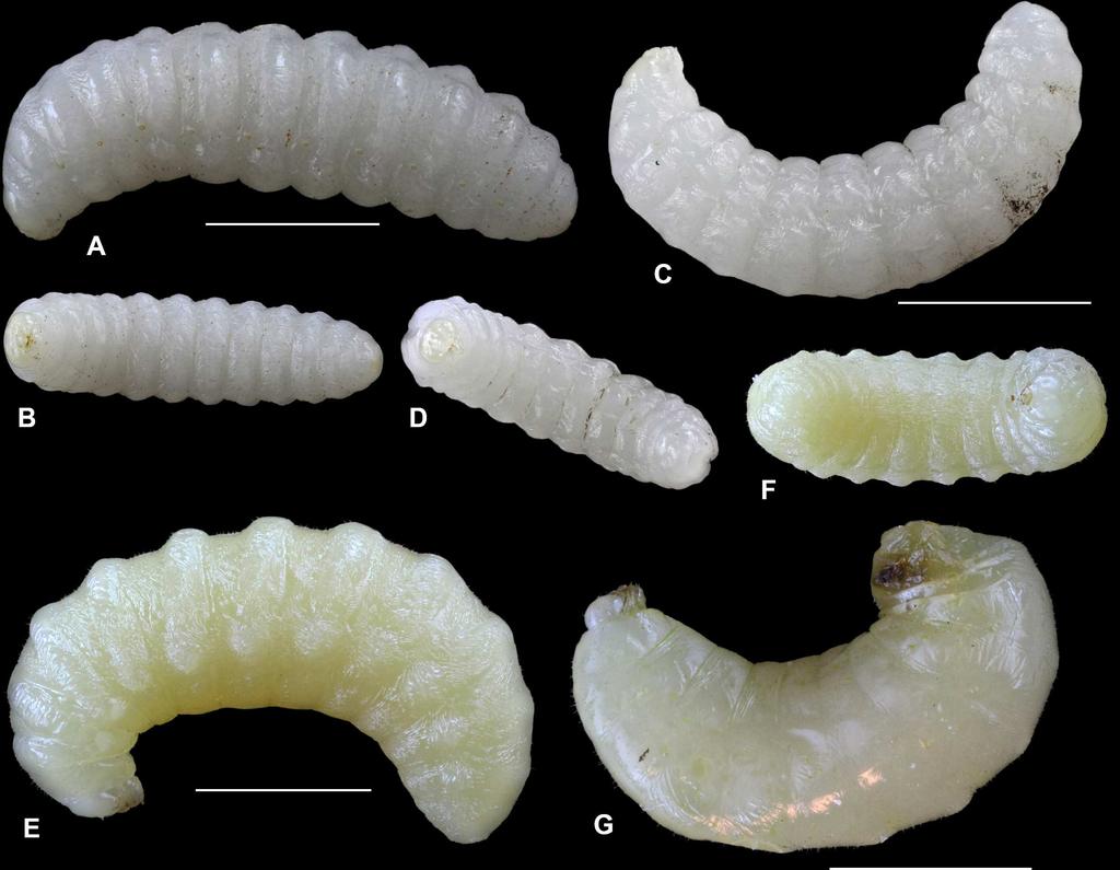Fig 6. Larvae of aculeate Hymenoptera in reed galls. A B Hylaeus confusus, lateral and ventral view; C D Hylaeus moricei; E F Heriades rubicola; G Stelis breviuscula. Measurements show 2 mm. doi:10.