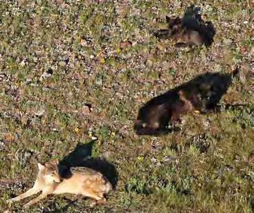 The 8-mile pack, two adults with a pup, do what wolves do in summer during the day rest! NPS Photo - D. Stahler four of which lived to the end of the year.