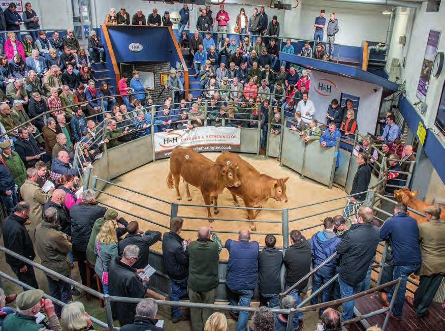 LIMOUSIN SPRING FEMALE SALE Friday 4th May 2018 To